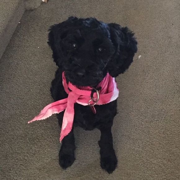 Meet your Posher, Michelle - Picture 1 of 1